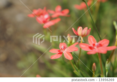 Himehimeigami iris 13956269