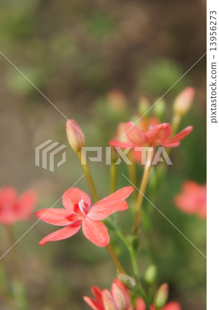 Himehimeigami虹膜 13956273