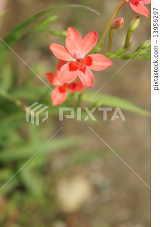 Himehimeigami iris Himehimeigami iris 13956297