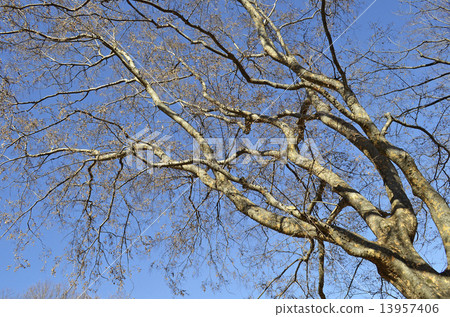 Akinile（Akiaki） 13957406