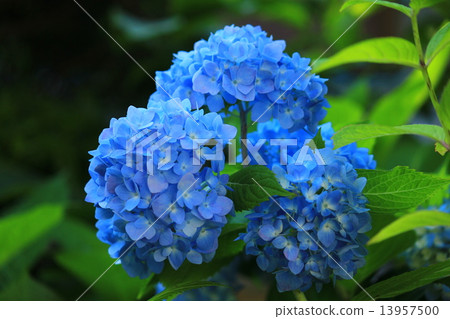 新鮮的藍色八仙花屬花 13957500
