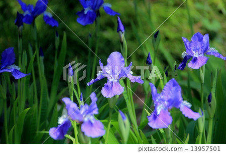 Ichihatsu的花著色晚春的花壇 13957501