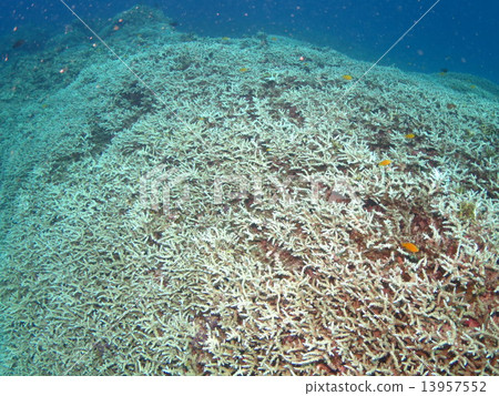 Coral reef branch Coral Okinawa Kerama islands Konomi Park East China Sea sea Kerama Islands 13957552