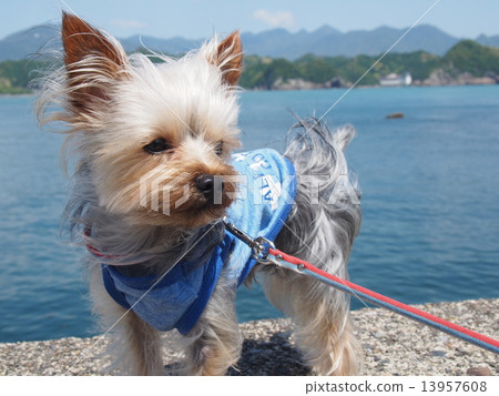 Sea and dog of Wakayama Sea and dog of Wakayama 13957608