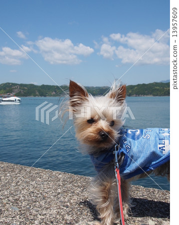 Sea and dog of Wakayama Sea and dog of Wakayama 13957609