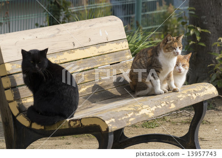 Stray cats on the bench 13957743