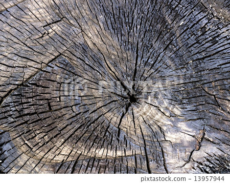 charred stump close-up as background 13957944