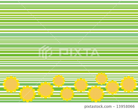 Border Sunflower 13958066