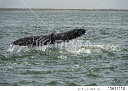 grey whale tail going down in ocean 13958258