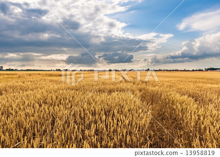Cultivated land with cloudy sky 13958819
