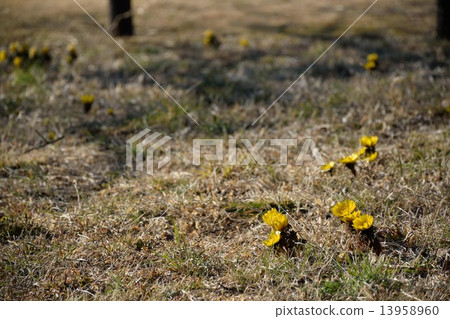 Spring flower  13958960