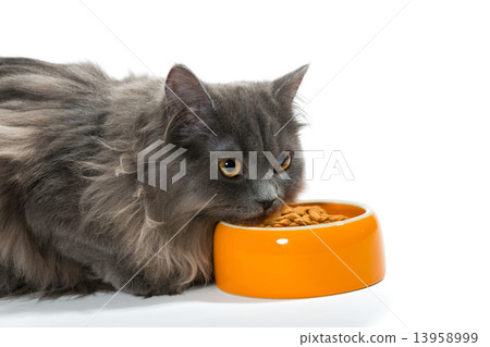 Persian cat sitting near the bowl of dry food Persian cat sitting near the bowl of dry food 13958999