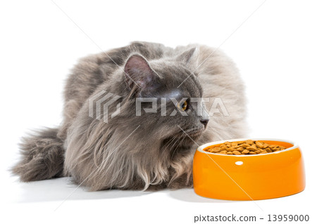Persian cat sitting near the bowl of dry food Persian cat sitting near the bowl of dry food 13959000