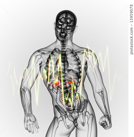 3d render medical illustration of the adrenal pain 3d render medical illustration of the adrenal pain 13959078