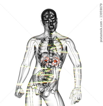 3d render medical illustration of the  adrenal  pain 13959079