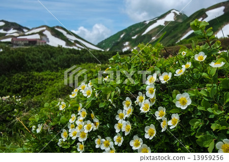 Tingleunga blooms 13959256