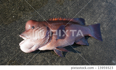 Large (about 10 kg) Kobudai 1 13959323