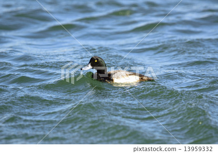 Mr. Suzugamo Mr. Suzugamo 13959332