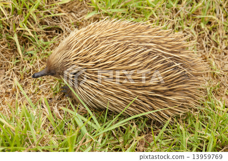 Echidna in the bush 13959769