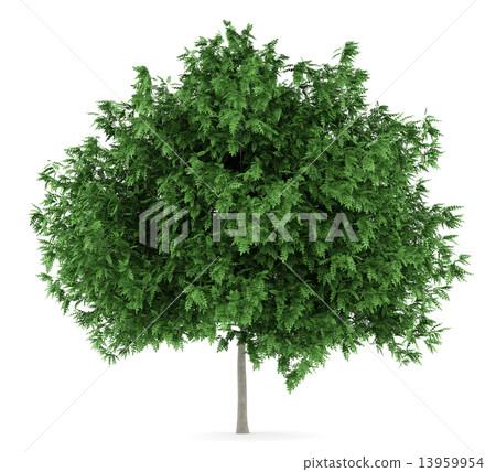 rowan tree isolated on white background rowan tree isolated on white background 13959954