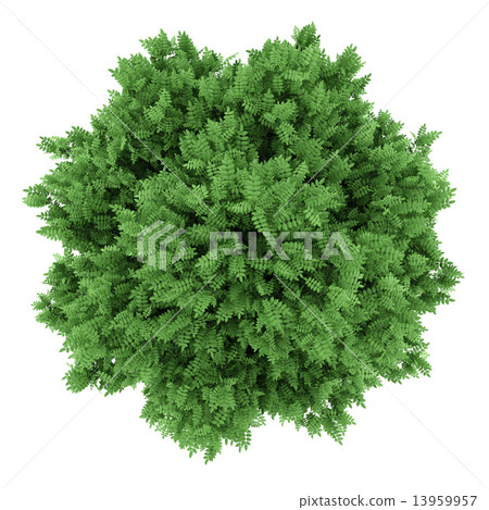 top view of rowan tree isolated on white background top view of rowan tree isolated on white background 13959957