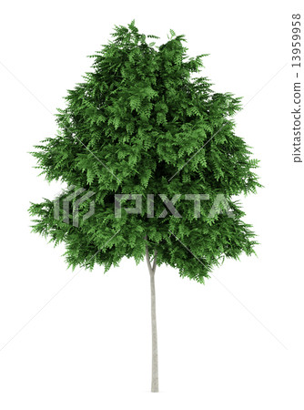 rowan tree isolated on white background rowan tree isolated on white background 13959958