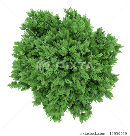 top view of rowan tree isolated on white background top view of rowan tree isolated on white background 13959959