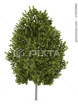 norway maple tree isolated on white background 13959960