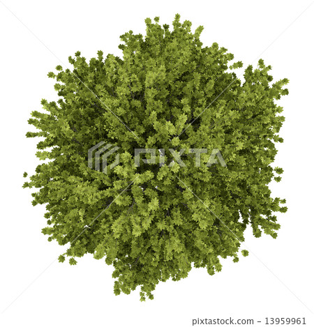 top view of norway maple tree isolated on white background top view of norway maple tree isolated on white background 13959961