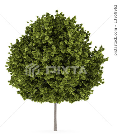 norway maple tree isolated on white background 13959962