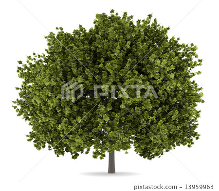 norway maple tree isolated on white background 13959963