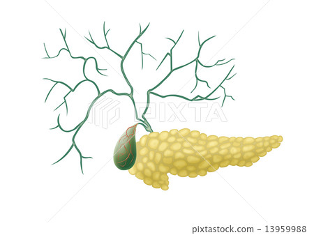 pancreas pancreas 13959988