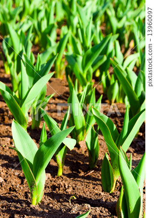 Plants in land 13960097