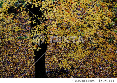 Autumn leaves Autumn leaves 13960454