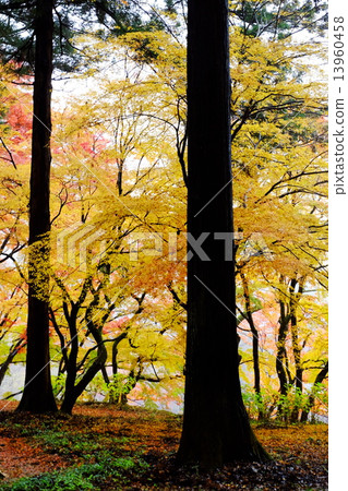 Autumn leaves 13960458