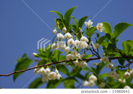 Egonoki aka Tamaki Rokuro 13960641