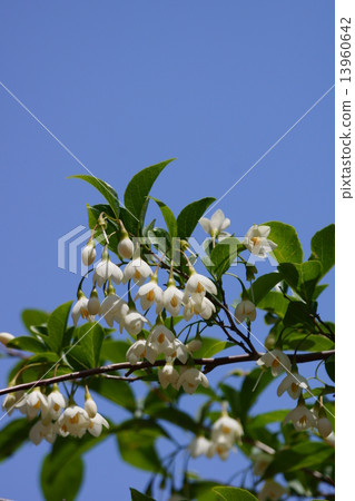 Egonoki aka Tamaki Rokuro 13960642