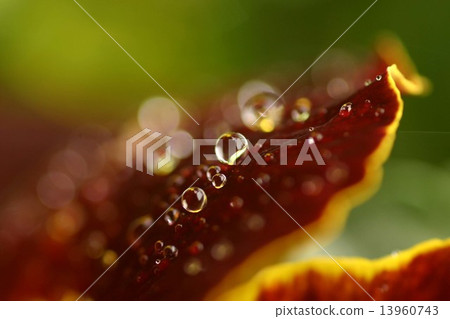 Pansy with waterdrop 13960743