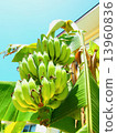 Bananas to become trees 13960836