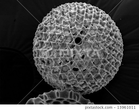 Foraminifera 13961011