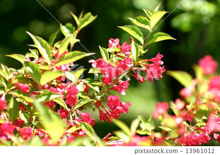 Weigela 13961012