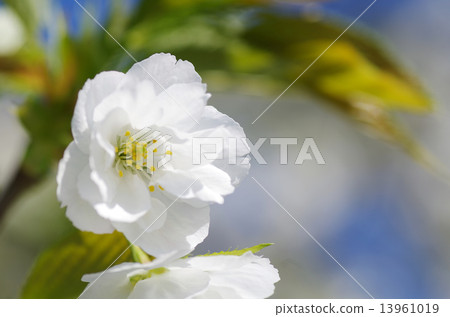 White cherry blossoms and leaves 13961019