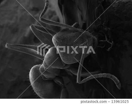 An ant An ant 13961025