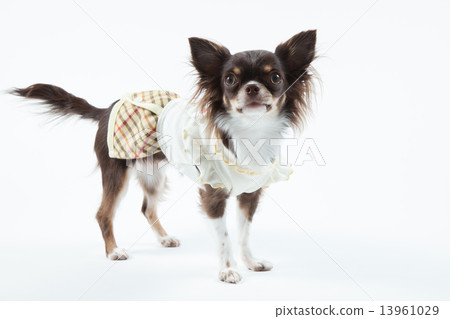 Chihuahua • 1 year old Chihuahua • 1 year old 13961029