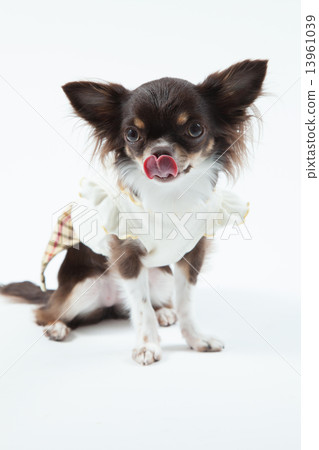 Chihuahua • 1 year old 13961039