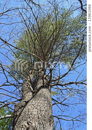 稻草松（稻草松） 13961066