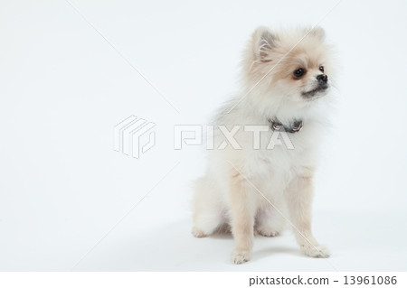 Pomeranian • 5 months • female 13961086