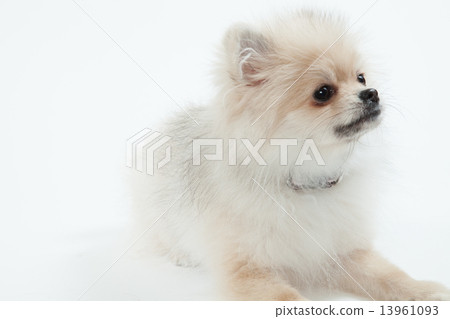 Pomeranian best sale 5 months