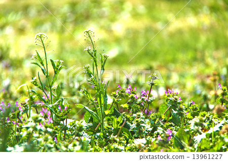Field weeds 13961227