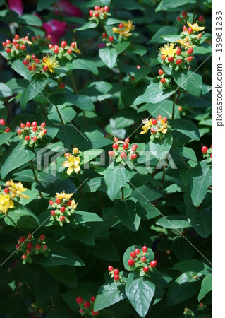 我是我女朋友的男孩Otogiri。 我是我女朋友的男孩Otogiri。 13961233